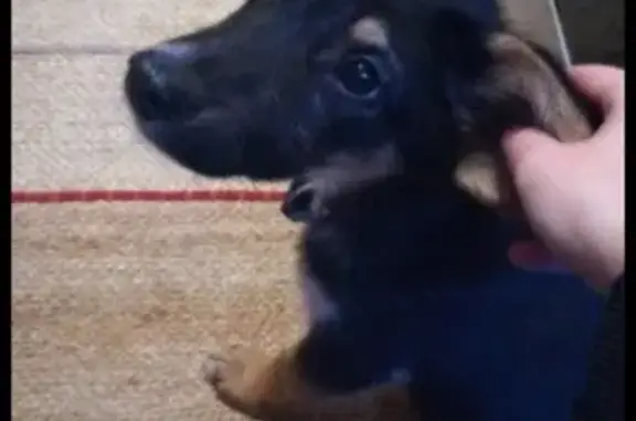 Найден щенок на Автозаводской