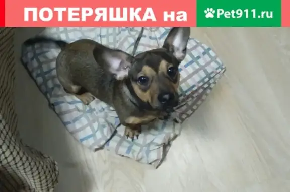 Найден пес в Вологде