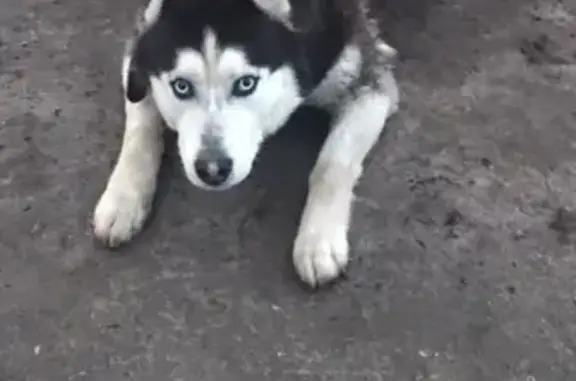 Пропала собака Амур, обращаться по телефону #lostpet #пропала #Тюмень