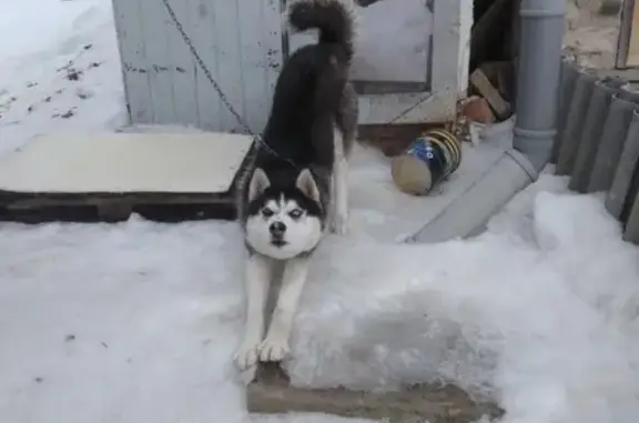 Пропала собака Хаски в Новомосковске 2 (Север)