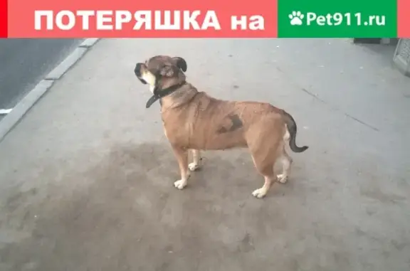 Найдена собака в СПб, Выборгский район