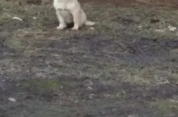 Собака найдена в Несвиже, Беларусь