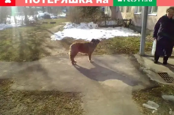 Найдена рыжая собака в Некрасовском