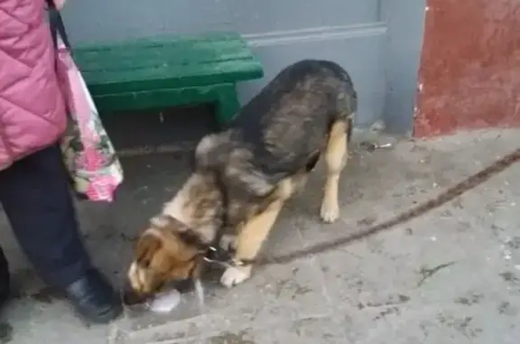 Найден щенок овчарки на ул. Ленинградская, Химки