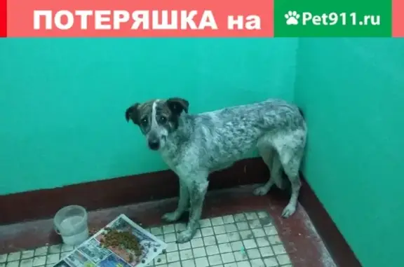 Собака найдена на Дорожной, 24к2 (37 символов)