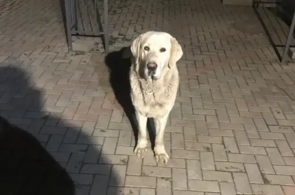Найдена собака на Ростовском шоссе, Краснодар