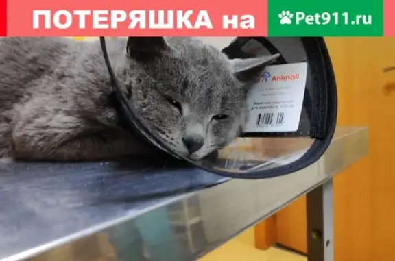 Найдена серая кошка на ул. Гарибальди, Москва