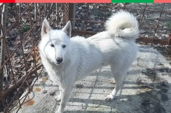 Найдена собака Умка в Краснодарском крае