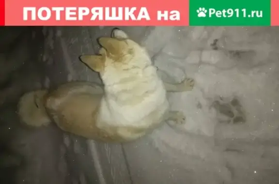 Найдена белая собака в Березовском, Свердловская обл.