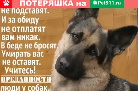 Найдена собака возле 32 дома, Воронеж