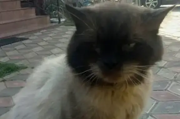 Пропала сиамская кошка в Старой Купавне на улице Назина