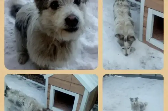 Пропал пёс Лаки в Назарово, Красноярский край