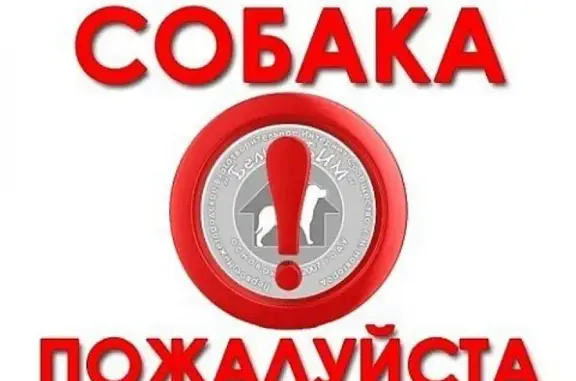 Собаки потеряшки, Оренбург, фото: Потеряшка собака 