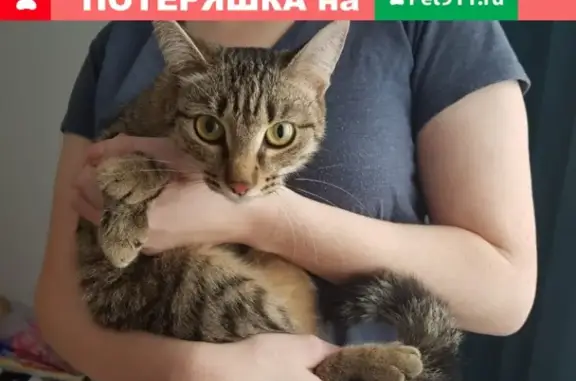 Найдена кошка на Краснолесья, 76 (Екатеринбург)