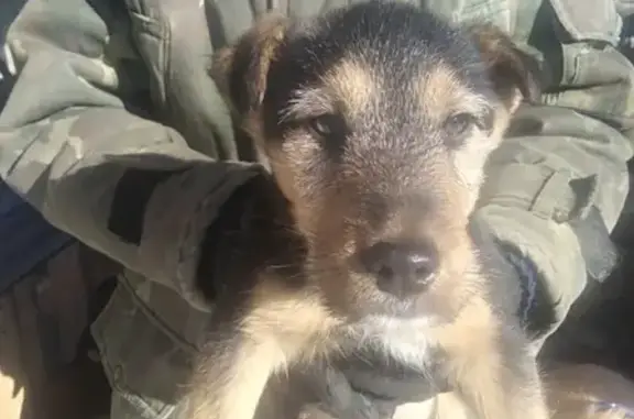 Найден щенок возле Кургана в Брянске