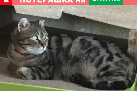 Пропала кошка Борис в Истринском районе, МО.