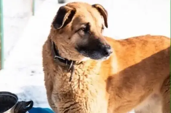 Пропала собака в Краснослободске: Кличка Пуля, светло-рыжий окрас, широкая черная маска на морде.