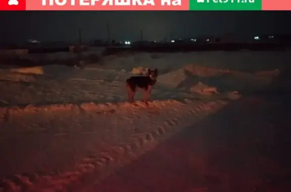 Пропала собака Лира в Зубово, Республика Башкортостан