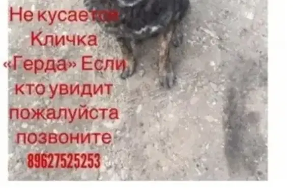 Пропала собака в Астрахани, район Морского садика, больших Исад - срочно!