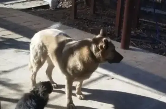 Пропала собака Макс в Таганроге! #Котопёс_Потерянные