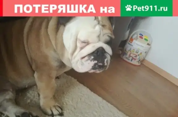 Пропала собака Боня в районе Покровка, Красноярск
