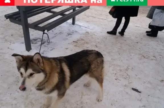 Найдена собака на остановке Мушникова