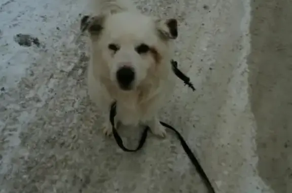 Найден пёс в Парфёново, ищем хозяина