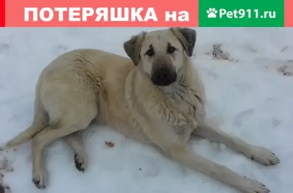 Пропала собака Дино, Волгоград, ул. Восточно-Казахстанская 8
