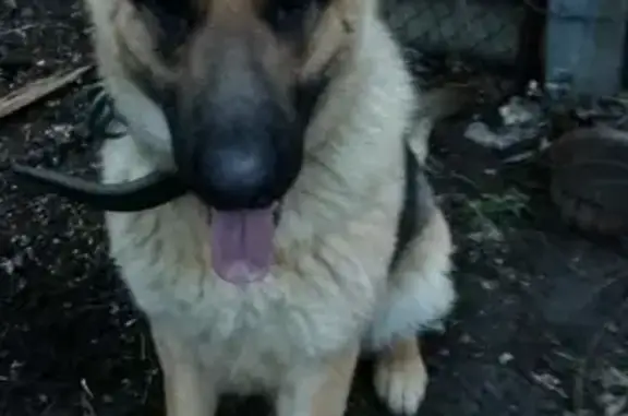 Пропала собака Боня на Ворошилова в Сальске