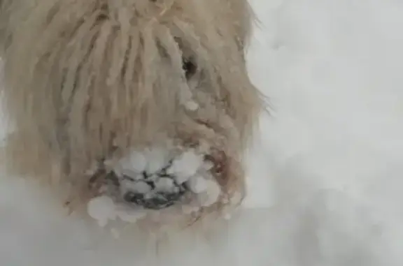 Пропала собака в Казани, Татарстан