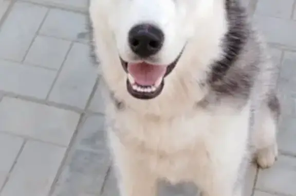 Пропала собака Скай в Тюкалинске, Омская область