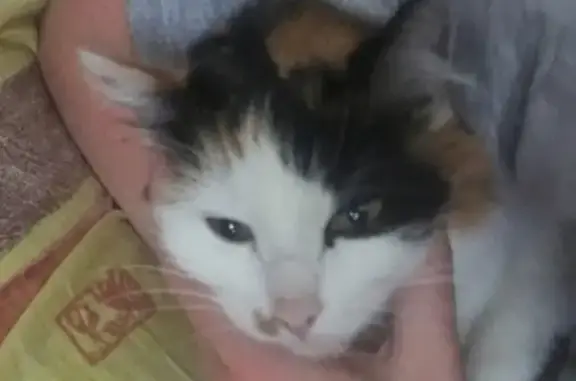 Пропала кошка Мурка в Болохово