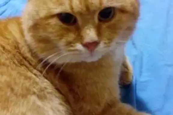 Пропала кошка в Обнинске, Мирный - рыжий кот, 8 лет, вознаграждение