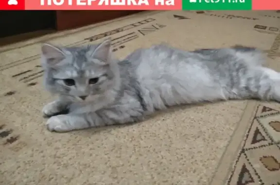 Найден молодой кот на ул. Ленинского Комсомола, Волгореченск
