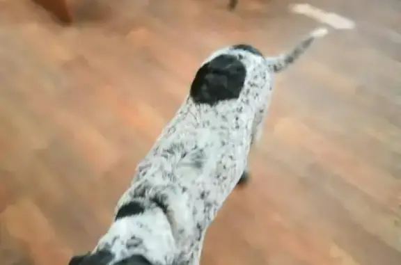 Найдена собака на жд в ПЧ Валуйки
