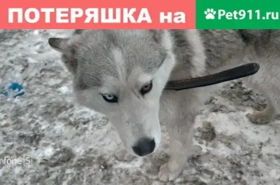 Собака Чей Хаска найдена в Горно-Алтайске