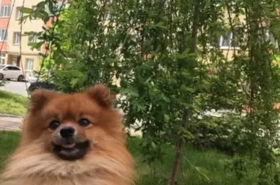 Пропали собаки в Будённовске, нужна помощь!