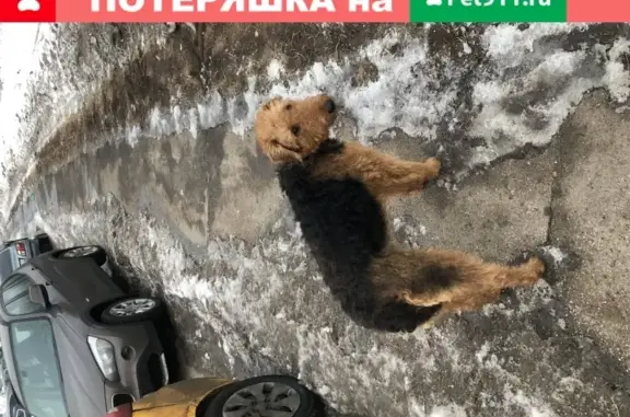 Собака найдена на ул. Колобашкина, Москворечье