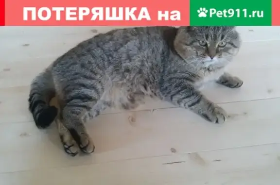 Кошки потеряшки, поселок Радужный, фото: Потеряшка кот в Радужном, Магнитогорск, Камышового окраса