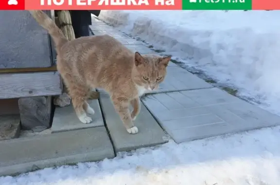 Найден рыжий кот в Хрустали, ищем хозяина