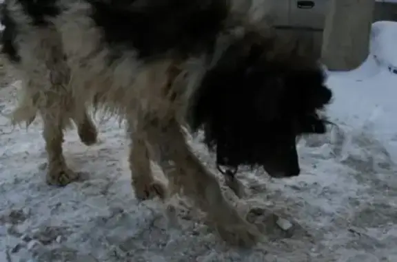 Пропала собака в Уфе, ищем помощи