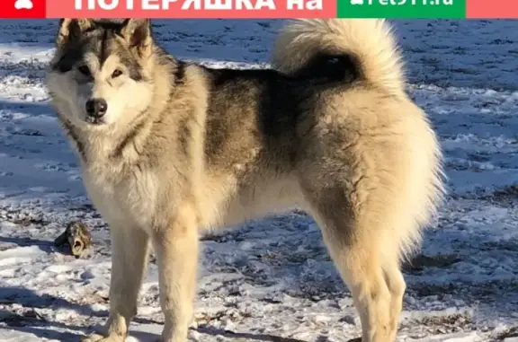 Пропала собака в Забайкальском крае, г. Сретенск