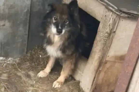 Пропала собака в Звенигороде, Московская область