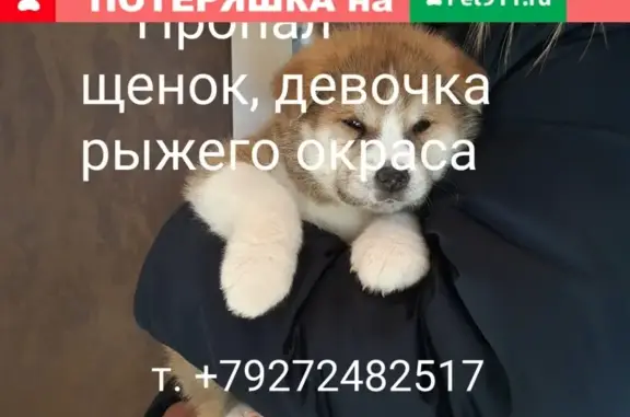 Пропала щенок Мика в с. Столбище, Татарстан, Казань