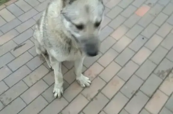Найдена собака в Калининграде, ищет приют
