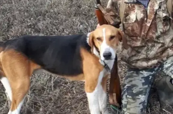 Пропала охотничья собака в Томской области