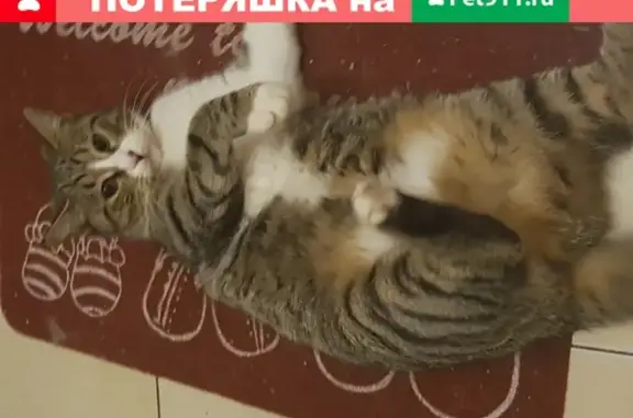Пропала кошка Муся в Анапе, ул. Красноармейская, 39.