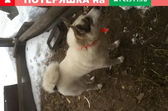 Пропала собака Лайка в Киржаче