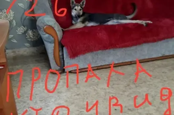 Пропала собака Буля в пос. Школьный, Кемеровская обл.