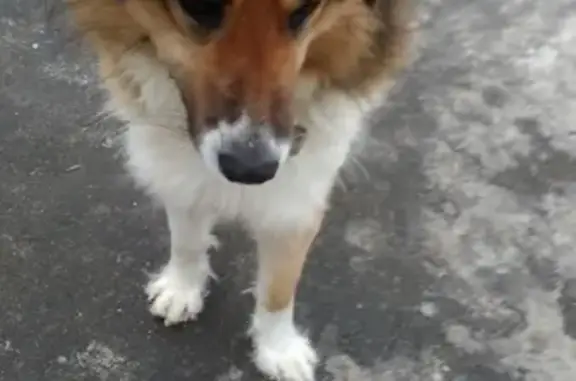 Потерян пёс в Солнечном Городе, Казань